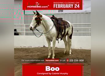 Paint Horse, Mare, 7 years, 14.2 hh, Tobiano-all-colors