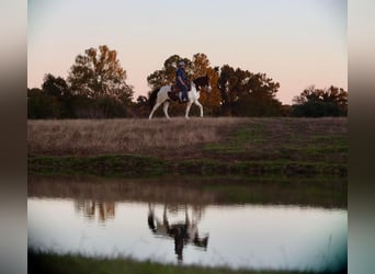 Paint Horse, Mare, 7 years, 14 hh, Pinto