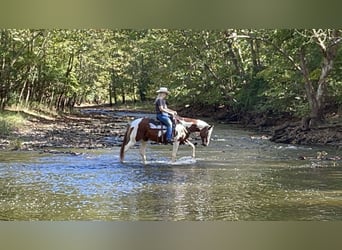 Paint Horse, Mare, 7 years, 14 hh, White