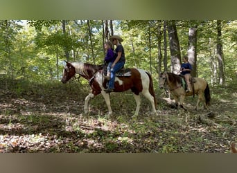 Paint Horse, Mare, 7 years, 14 hh, White