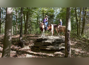 Paint Horse, Mare, 7 years, 14 hh, White