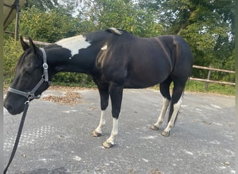 Paint Horse, Mare, 7 years, 14,2 hh, Tobiano-all-colors