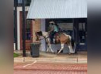 Paint Horse, Mare, 7 years, 14,3 hh, Tobiano-all-colors