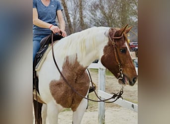 Paint Horse, Mare, 7 years, 15.2 hh, Roan-Red Paint Horse, Mare, 7 years, 15.2 hh, Roan-Red