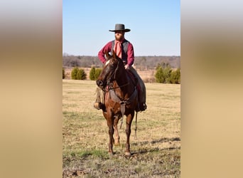 Paint Horse, Mare, 7 years, 15 hh, Chestnut