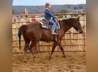 Paint Horse, Mare, 7 years, 15 hh, Chestnut