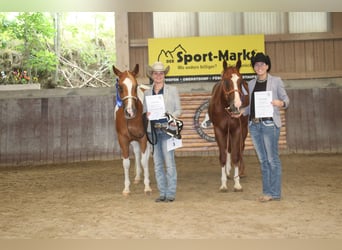 Paint Horse, Mare, 7 years, 15 hh, Tobiano-all-colors