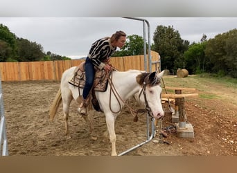 Paint Horse, Mare, 7 years, 15,1 hh, Tovero-all-colors