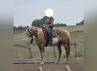 Paint Horse, Mare, 7 years, 15,2 hh, Palomino