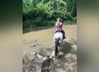 Paint Horse, Mare, 7 years, 15,2 hh, Pinto