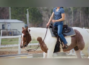 Paint Horse, Mare, 7 years, 15,2 hh, Roan-Red