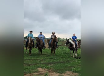 Paint Horse, Mare, 7 years, 15,2 hh