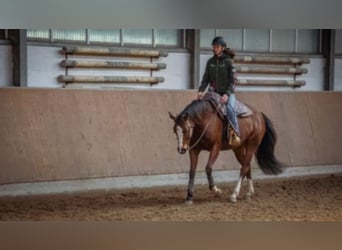 Paint Horse, Mare, 7 years, 16 hh, Brown