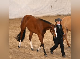 Paint Horse, Mare, 7 years, 16 hh, Brown