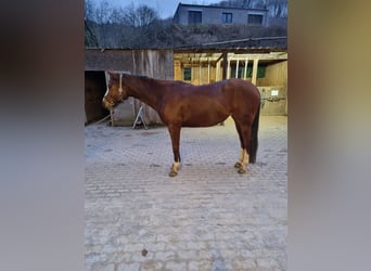 Paint Horse, Mare, 7 years, 16 hh, Brown