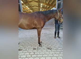 Paint Horse, Mare, 7 years, 16 hh, Brown