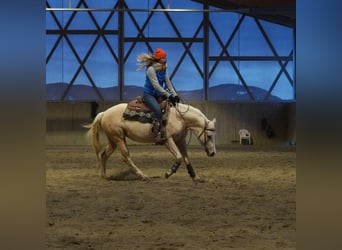 Paint Horse, Mare, 7 years, Palomino