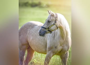 Paint Horse, Mare, 7 years, Palomino