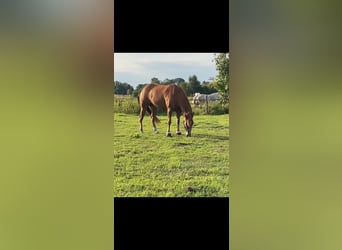 Paint Horse, Mare, 8 years, 14.1 hh, Red Dun