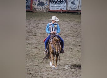Paint Horse, Mare, 8 years, 14.1 hh, Sorrel