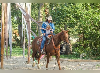 Paint Horse, Mare, 8 years, 14.1 hh, Sorrel