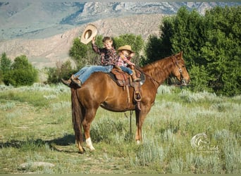 Paint Horse, Mare, 8 years, 14.1 hh, Sorrel