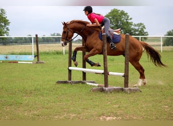 Paint Horse, Mare, 8 years, 14.1 hh, Tobiano-all-colors