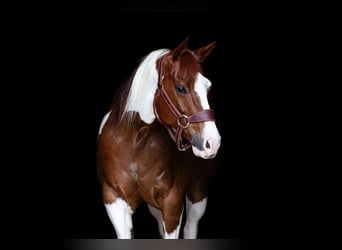 Paint Horse, Stute, 8 Jahre, 14,2 hh, Rotfuchs