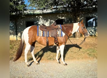 Paint Horse, Stute, 8 Jahre, 14,2 hh, Rotfuchs