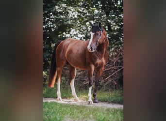 Paint Horse, Mare, 8 years, 14.2 hh Paint Horse, Mare, 8 years, 14.2 hh