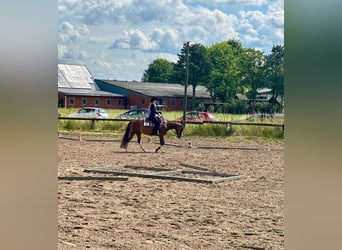 Paint Horse, Mare, 8 years, 14.2 hh Paint Horse, Mare, 8 years, 14.2 hh