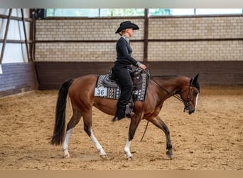 Paint Horse, Mare, 8 years, 14.2 hh Paint Horse, Mare, 8 years, 14.2 hh