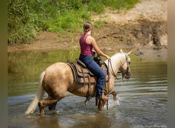 Paint Horse, Mare, 8 years, 14 hh, Palomino