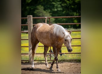 Paint Horse, Mare, 8 years, 14 hh, Palomino