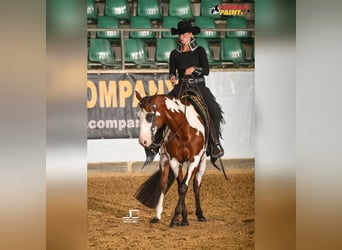 Paint Horse, Mare, 8 years, 15.2 hh, Overo-all-colors