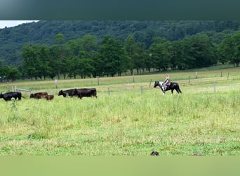 Paint Horse Mix, Mare, 8 years, 15 hh, Black