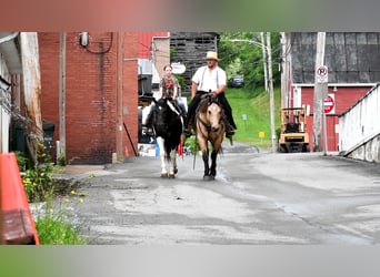 Paint Horse Mix, Mare, 8 years, 15 hh, Black