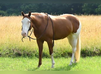 Paint Horse, Stute, 8 Jahre, 15 hh, Dunkelfuchs