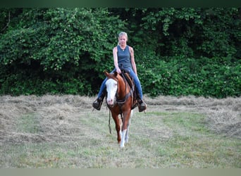 Paint Horse, Mare, 8 years, 15 hh, Chestnut