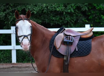 Paint Horse, Mare, 8 years, 15 hh, Chestnut