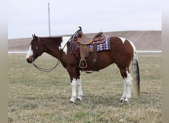 Paint Horse, Mare, 8 years, 15 hh, Pinto