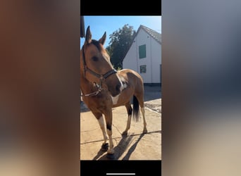 Paint Horse, Mare, 8 years, 16 hh, Tobiano-all-colors