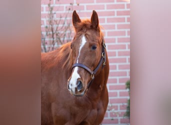 Paint Horse, Mare, 9 years, 14.2 hh, Chestnut-Red