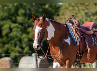 Paint Horse, Mare, 9 years, 14,2 hh