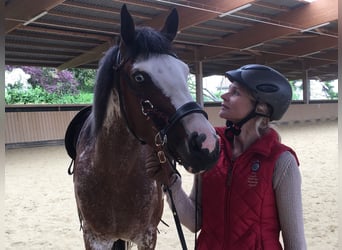 Paint Horse, Mare, 9 years, 14.3 hh, Overo-all-colors