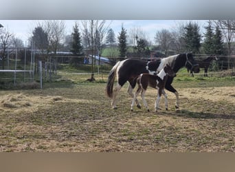 Paint Horse, Mare, 9 years, 14.3 hh, Tobiano-all-colors