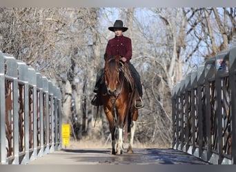 Paint Horse, Mare, 9 years, 14 hh, Tobiano-all-colors