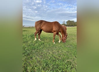 Paint Horse, Mare, 9 years, 15.1 hh, Chestnut-Red