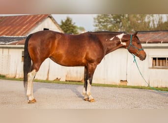 Paint Horse, Mare, 9 years, 15.1 hh, Pinto