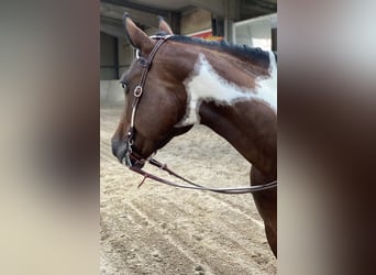 Paint Horse, Mare, 9 years, 15.1 hh, Tobiano-all-colors